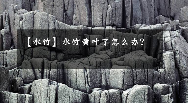 【水竹】水竹黄叶了怎么办？