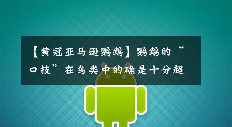 【黄冠亚马逊鹦鹉】鹦鹉的“口技”在鸟类中的确是十分超群的,太赞了