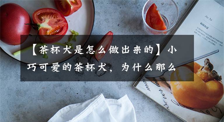 【茶杯犬是怎么做出来的】小巧可爱的茶杯犬,为什么那么少见?茶杯犬背后的残忍你想象不到