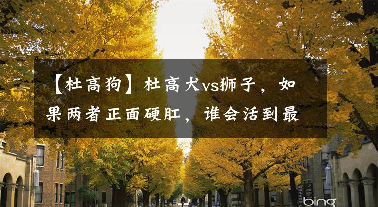 【杜高狗】杜高犬vs狮子，如果两者正面硬肛，谁会活到最后？