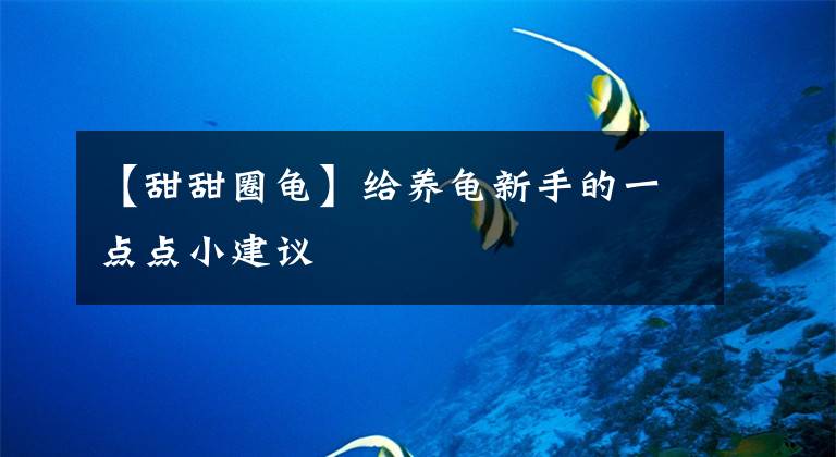 【甜甜圈龟】给养龟新手的一点点小建议