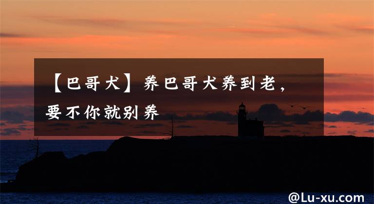 【巴哥犬】养巴哥犬养到老，要不你就别养