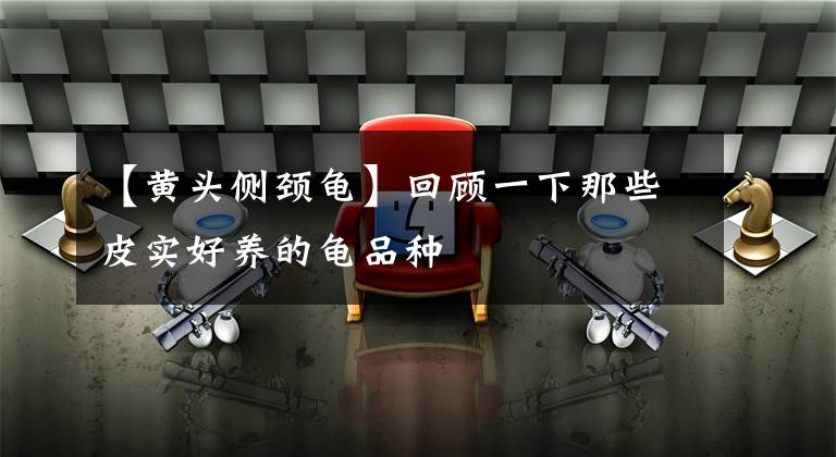 【黄头侧颈龟】回顾一下那些皮实好养的龟品种