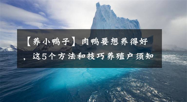 【养小鸭子】肉鸭要想养得好，这5个方法和技巧养殖户须知！