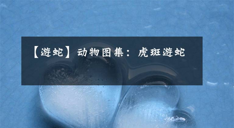 【游蛇】动物图集：虎斑游蛇