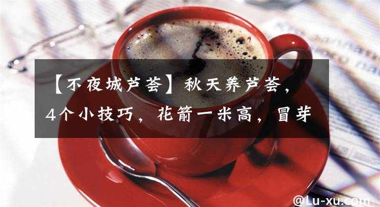 【不夜城芦荟】秋天养芦荟，4个小技巧，花箭一米高，冒芽20多，又壮又肥