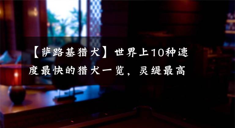 【萨路基猎犬】世界上10种速度最快的猎犬一览，灵缇最高奔跑速度可达70km/h