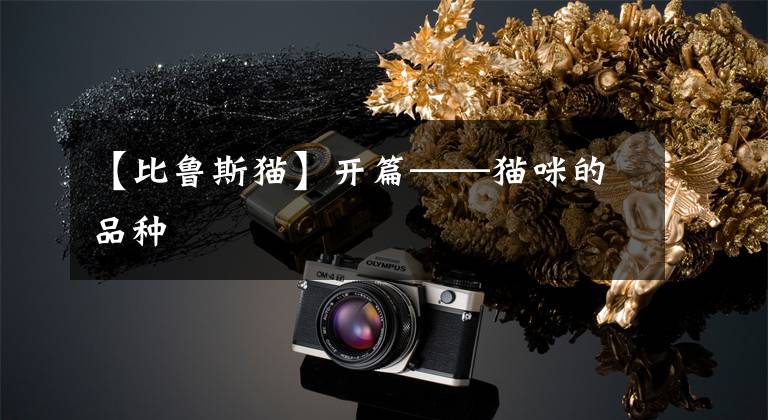 【比鲁斯猫】开篇——猫咪的品种