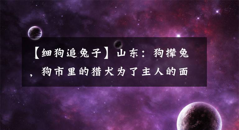 【细狗追兔子】山东:狗撵兔,狗市里的猎犬为了主人的面子活活累死,网友:残忍