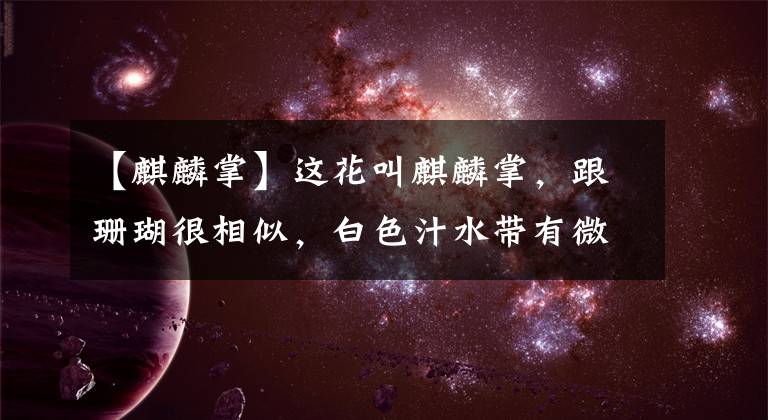 【麒麟掌】这花叫麒麟掌,跟珊瑚很相似,白色汁水带有微毒,养护要注意