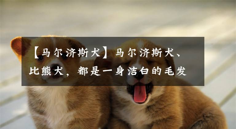 【马尔济斯犬】马尔济斯犬、比熊犬，都是一身洁白的毛发，在你心中哪种颜值高？