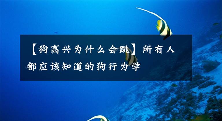 【狗高兴为什么会跳】所有人都应该知道的狗行为学