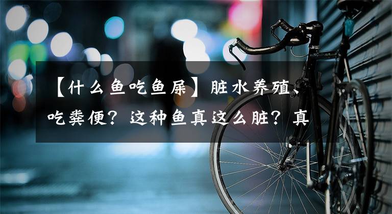 【什么鱼吃鱼屎】脏水养殖、吃粪便?这种鱼真这么脏?真相来了