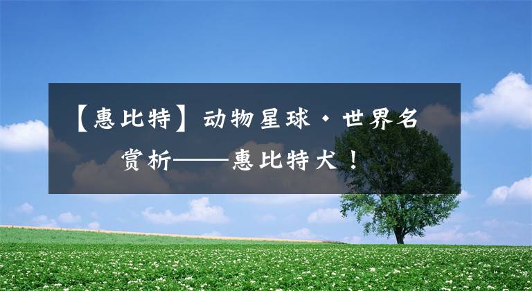 【惠比特】动物星球·世界名犬赏析——惠比特犬!