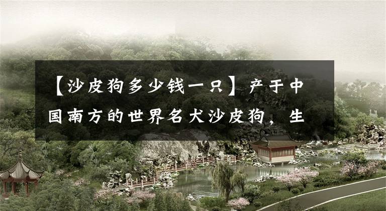 【沙皮狗多少钱一只】产于中国南方的世界名犬沙皮狗，生性怕热喜寒，难道广东古代很冷