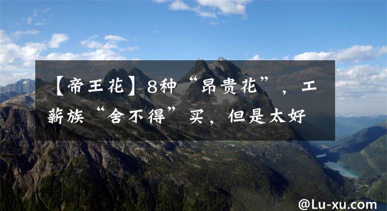 【帝王花】8种“昂贵花”，工薪族“舍不得”买，但是太好看，有钱要买个遍