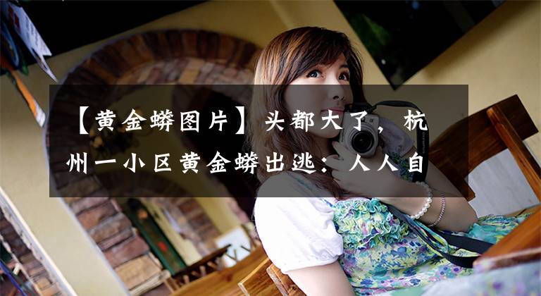 【黄金蟒图片】头都大了,杭州一小区黄金蟒出逃:人人自危!蟒蛇究竟怕什么?