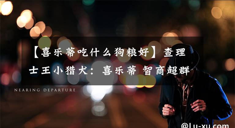 【喜乐蒂吃什么狗粮好】查理士王小猎犬:喜乐蒂 智商超群排行第六