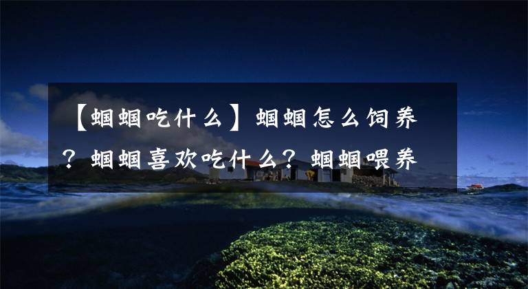 【蝈蝈吃什么】蝈蝈怎么饲养？蝈蝈喜欢吃什么？蝈蝈喂养知识大全