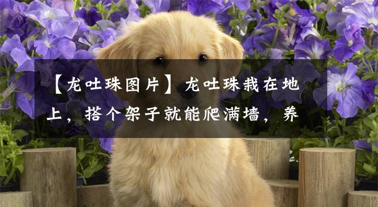 【龙吐珠图片】龙吐珠栽在地上,搭个架子就能爬满墙,养成一棵“大花树”!