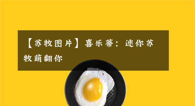 【苏牧图片】喜乐蒂：迷你苏牧萌翻你