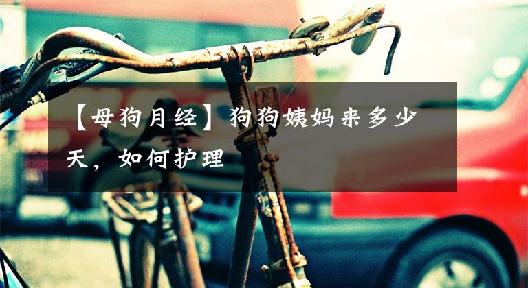 【母狗月经】狗狗姨妈来多少天，如何护理