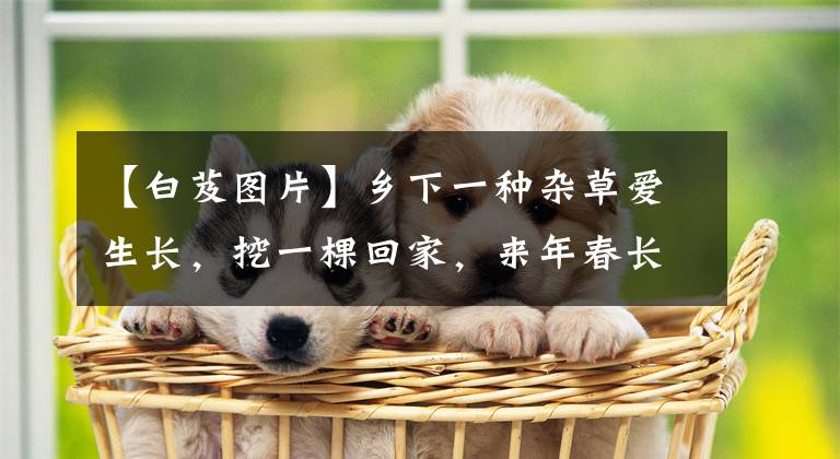 【白芨图片】乡下一种杂草爱生长，挖一棵回家，来年春长出一大片，院子都是花