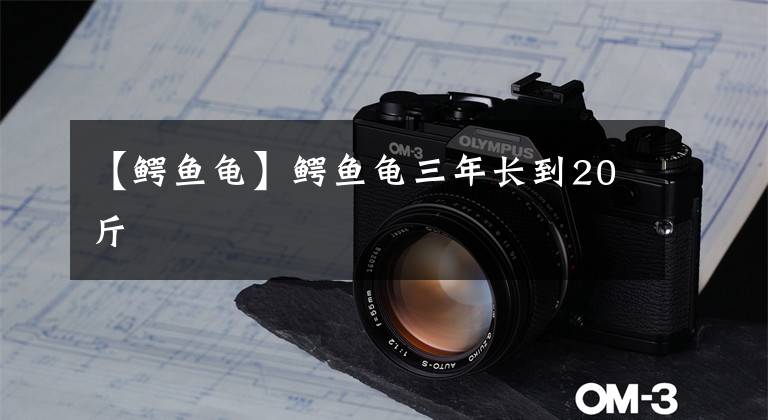 【鳄鱼龟】鳄鱼龟三年长到20斤