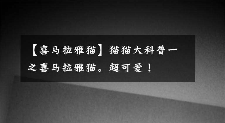 【喜马拉雅猫】猫猫大科普一之喜马拉雅猫。超可爱!