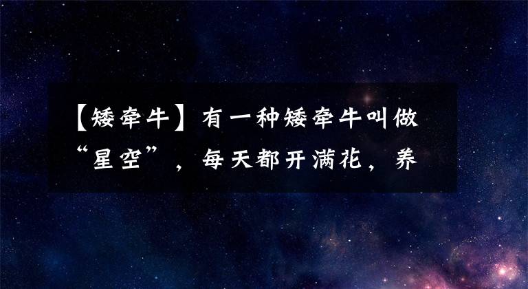 【矮牵牛】有一种矮牵牛叫做“星空”，每天都开满花，养护方法很简单