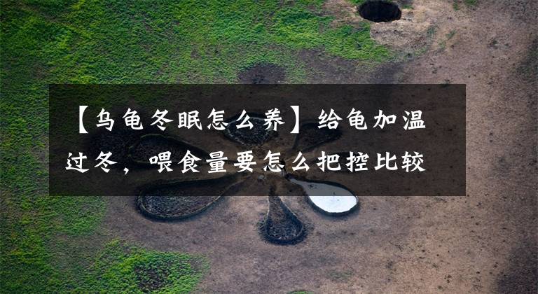 【乌龟冬眠怎么养】给龟加温过冬,喂食量要怎么把控比较好?