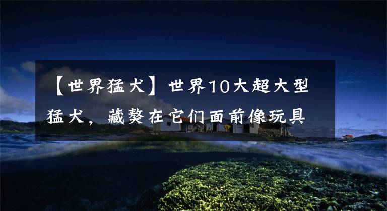 【世界猛犬】世界10大超大型猛犬，藏獒在它们面前像玩具，你见过最大的狗吗？