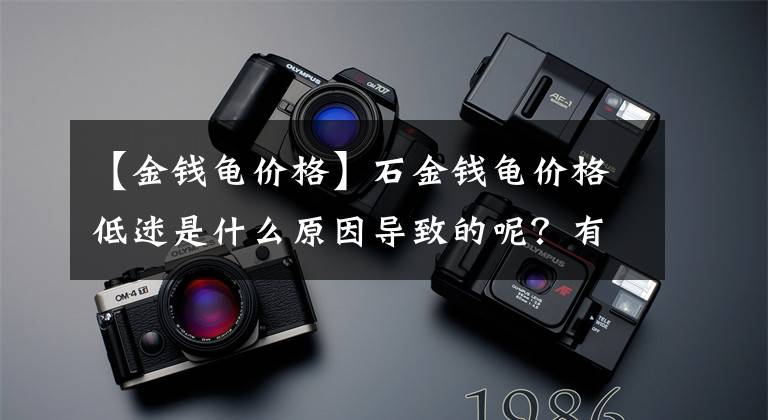 【金钱龟价格】石金钱龟价格低迷是什么原因导致的呢？有4个原因一起，太难了