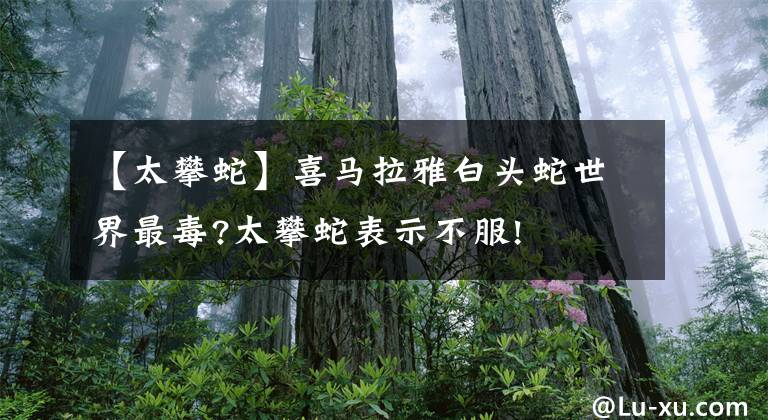 【太攀蛇】喜马拉雅白头蛇世界最毒?太攀蛇表示不服!