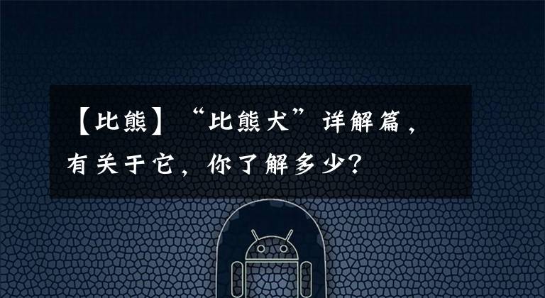 【比熊】“比熊犬”详解篇，有关于它，你了解多少？