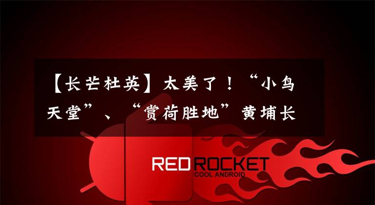 【长芒杜英】太美了!“小鸟天堂”、“赏荷胜地”黄埔长洲岛的中山公园