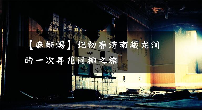 【麻蜥蜴】记初春济南藏龙涧的一次寻花问柳之旅