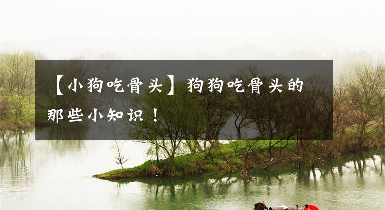 【小狗吃骨头】狗狗吃骨头的那些小知识!