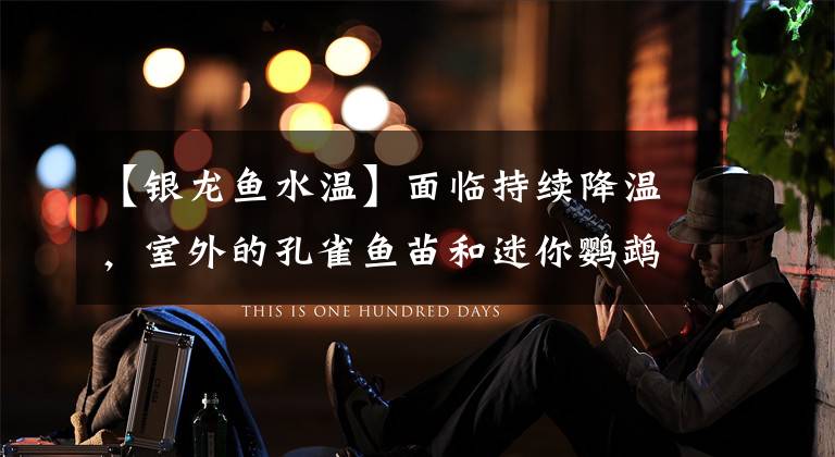 【银龙鱼水温】面临持续降温，室外的孔雀鱼苗和迷你鹦鹉，能否耐得住13度低温？