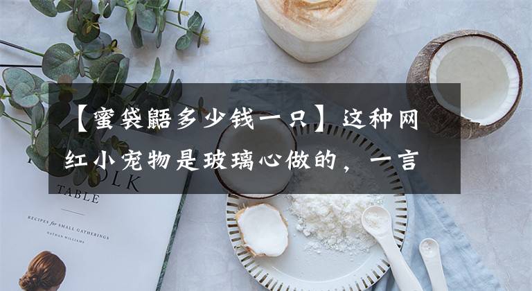 【蜜袋鼯多少钱一只】这种网红小宠物是玻璃心做的，一言不合就自杀，事实真的如此吗？