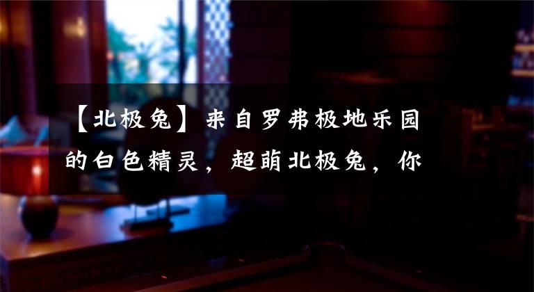 【北极兔】来自罗弗极地乐园的白色精灵，超萌北极兔，你喜欢吗？