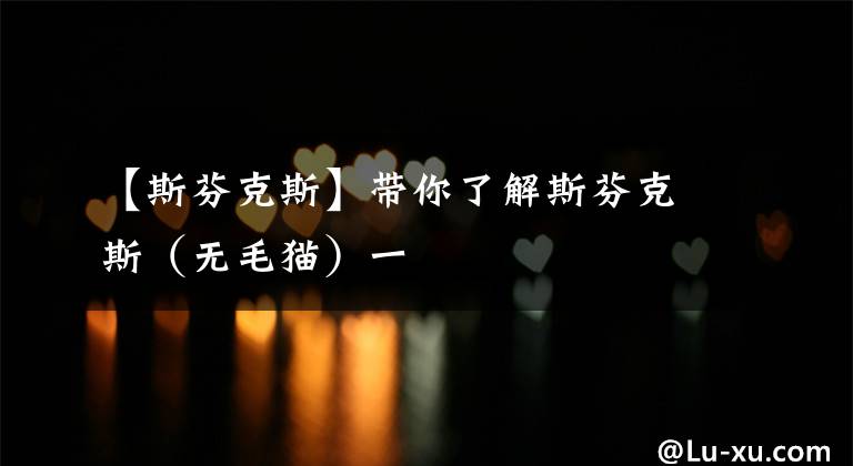 【斯芬克斯】带你了解斯芬克斯（无毛猫）一