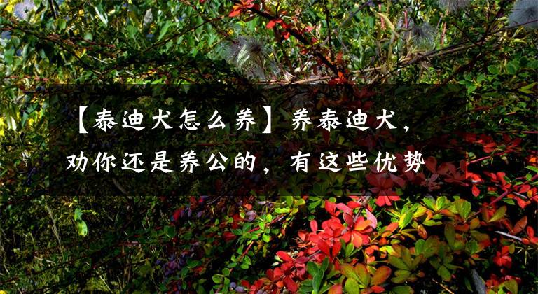 【泰迪犬怎么养】养泰迪犬，劝你还是养公的，有这些优势