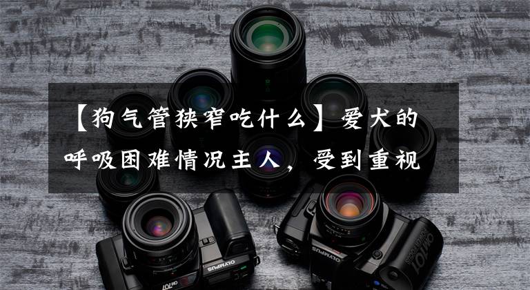 【狗气管狭窄吃什么】爱犬的呼吸困难情况主人，受到重视了吗？警惕心肺的病变！