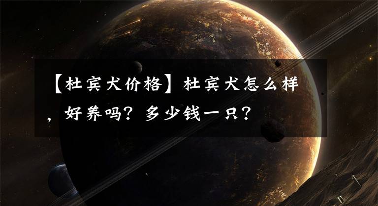 【杜宾犬价格】杜宾犬怎么样，好养吗？多少钱一只？