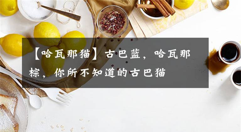 【哈瓦那猫】古巴蓝,哈瓦那棕,你所不知道的古巴猫