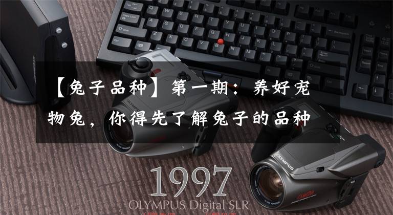 【兔子品种】第一期：养好宠物兔，你得先了解兔子的品种