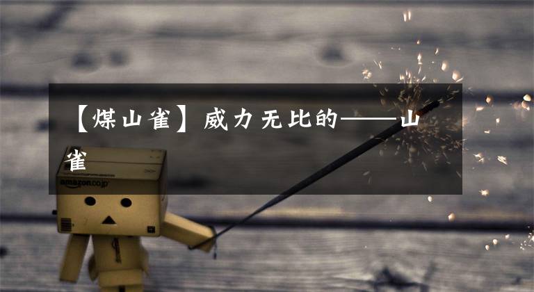 【煤山雀】威力无比的——山雀