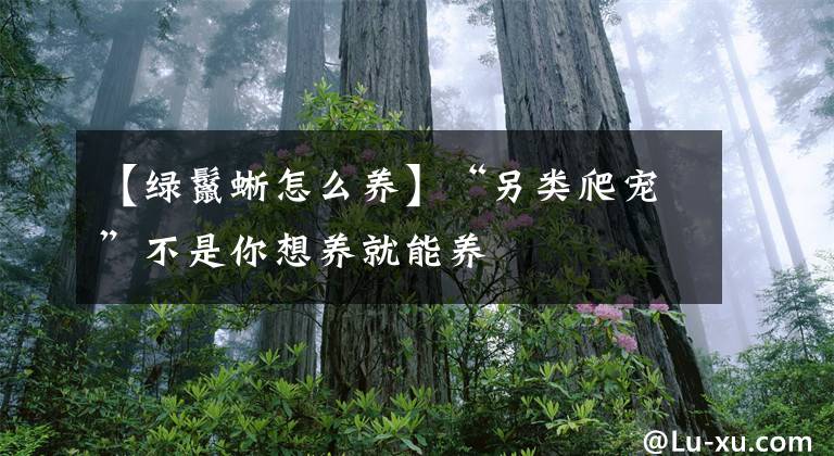 【绿鬣蜥怎么养】“另类爬宠”不是你想养就能养