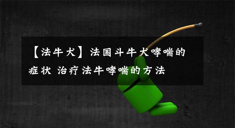 【法牛犬】法国斗牛犬哮喘的症状 治疗法牛哮喘的方法